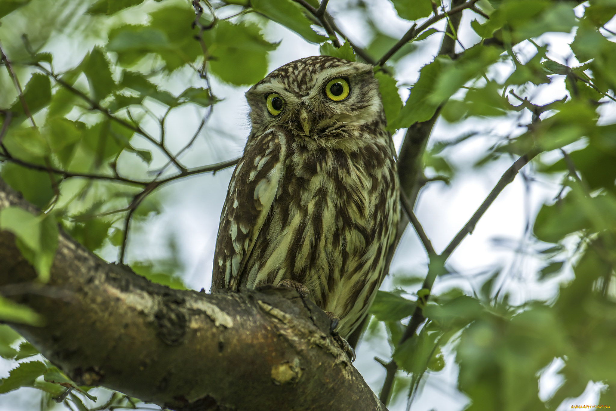 животные, совы, сова