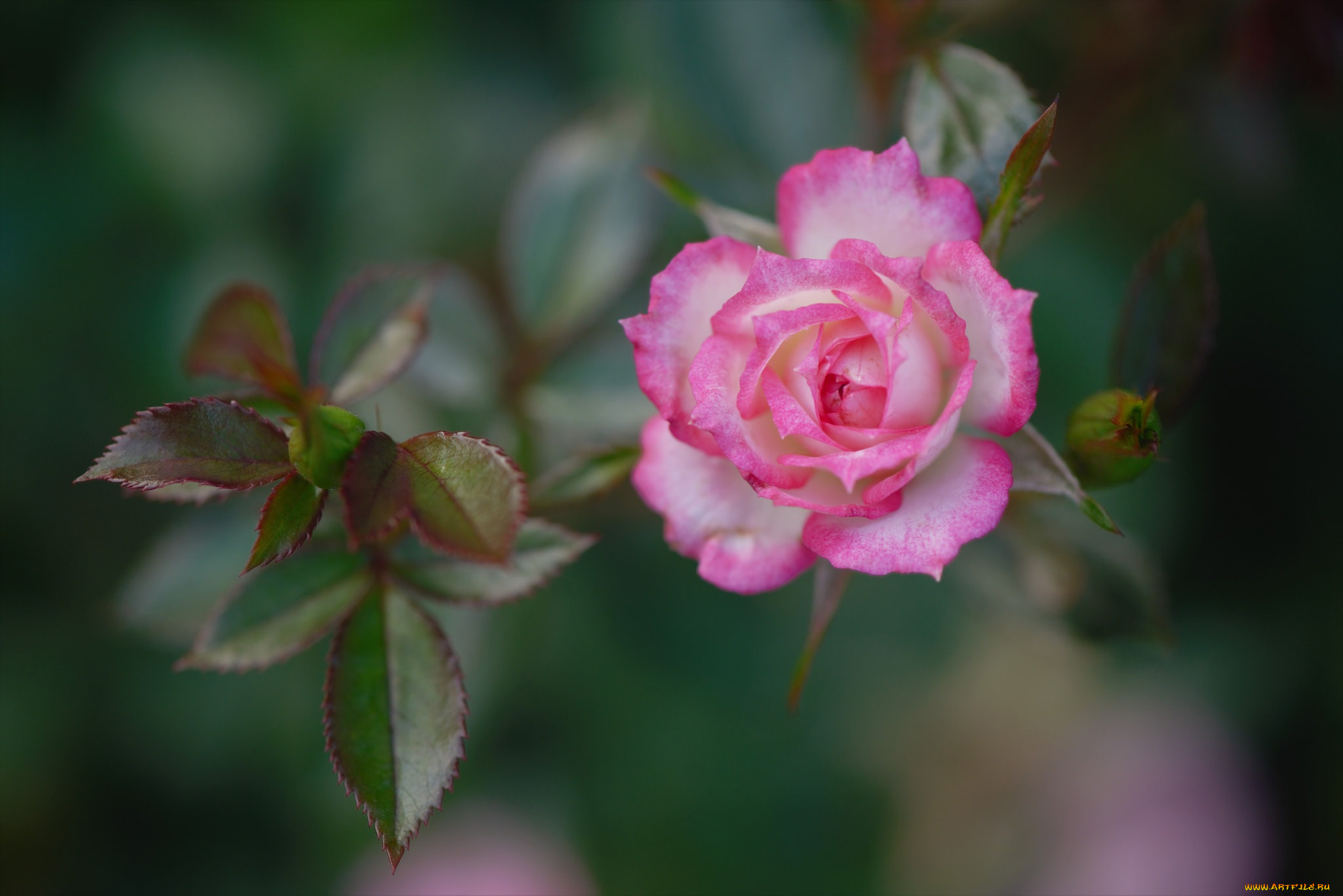 цветы, розы, роза