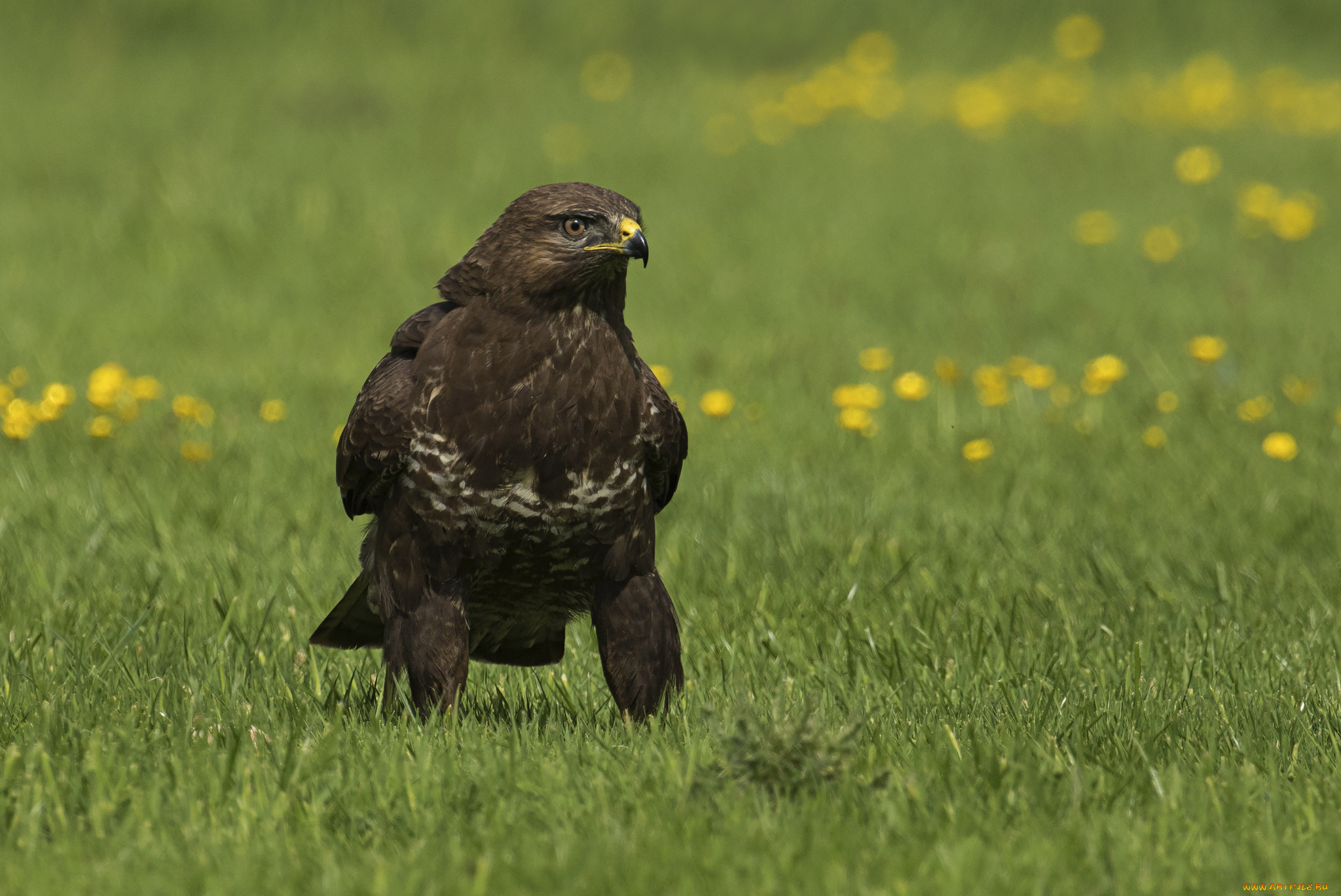 животные, птицы, -, хищники, хищник