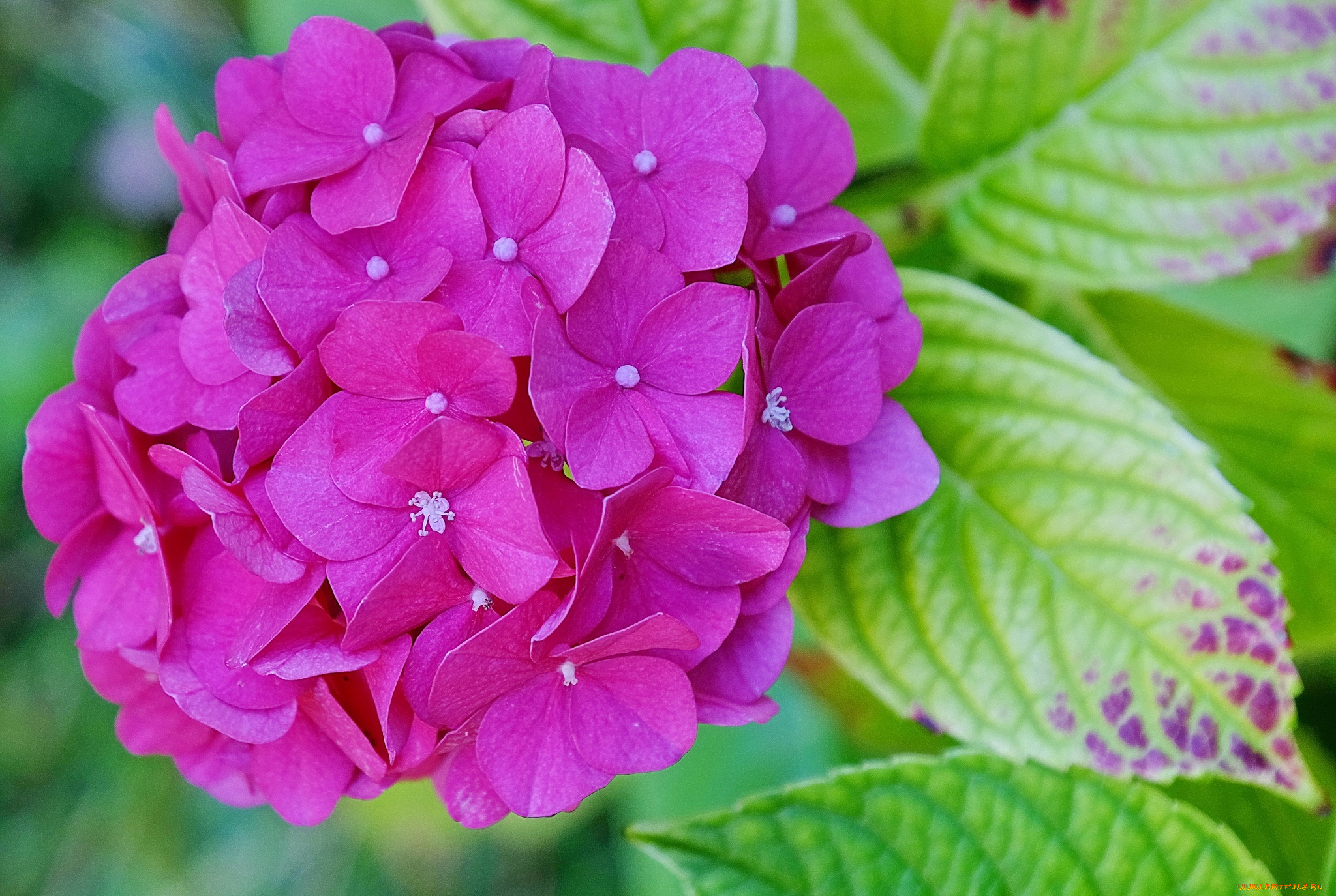 цветы, гортензия, соцветие, листья, макро