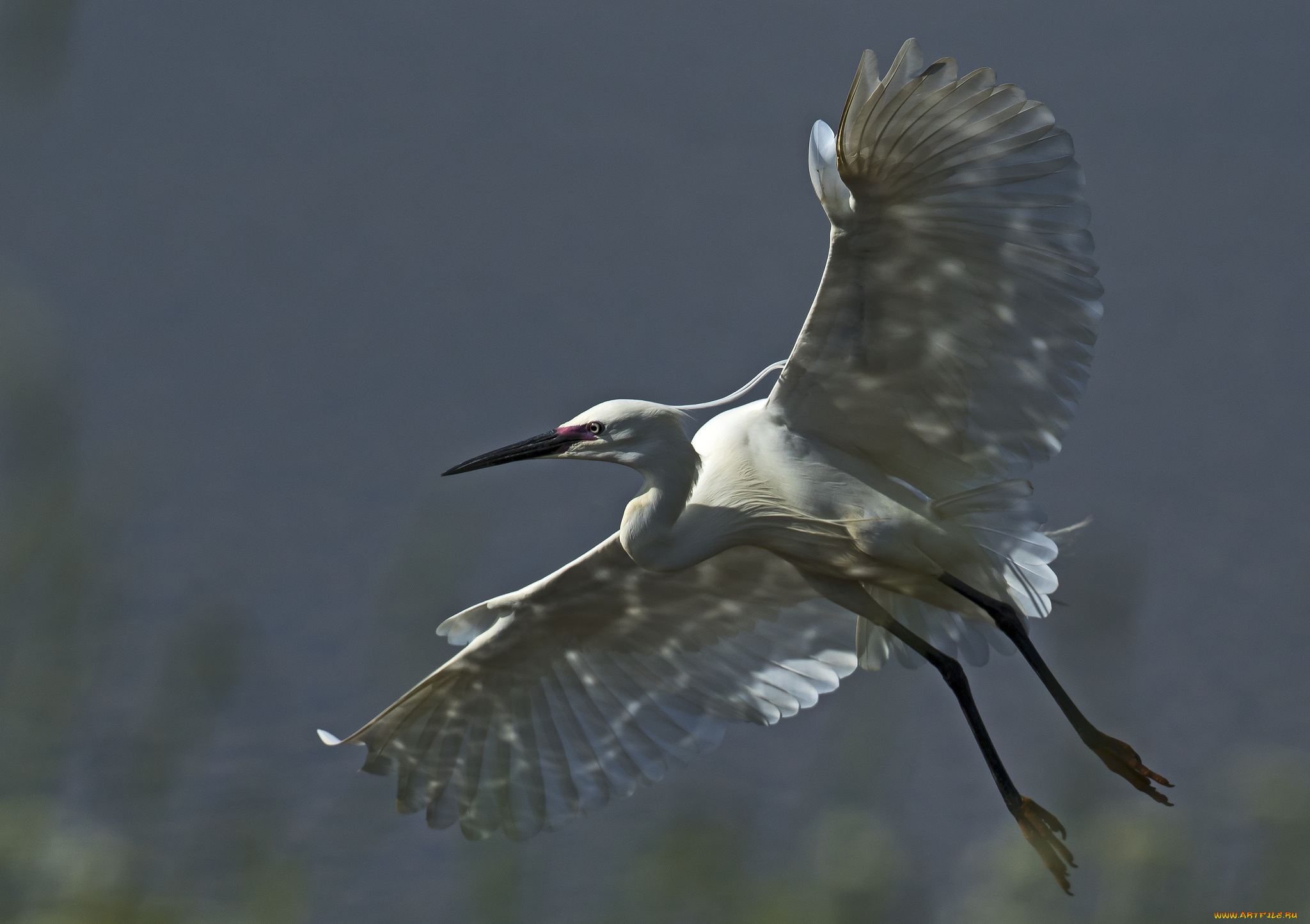 животные, цапли, , выпи, цапля