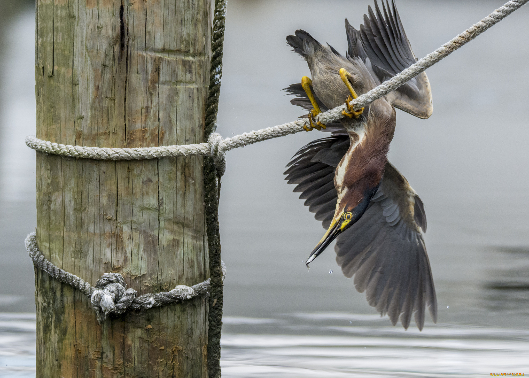 животные, цапли, , выпи, выпь