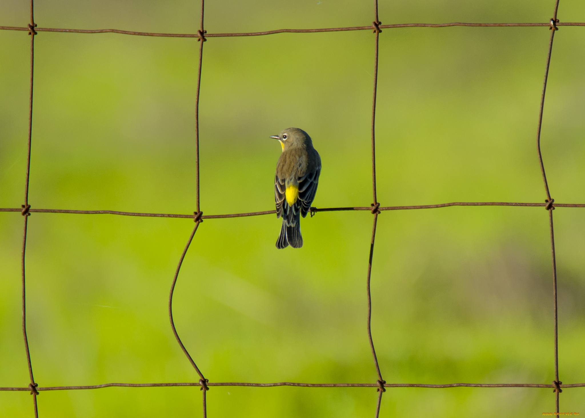 животные, птицы, сетка