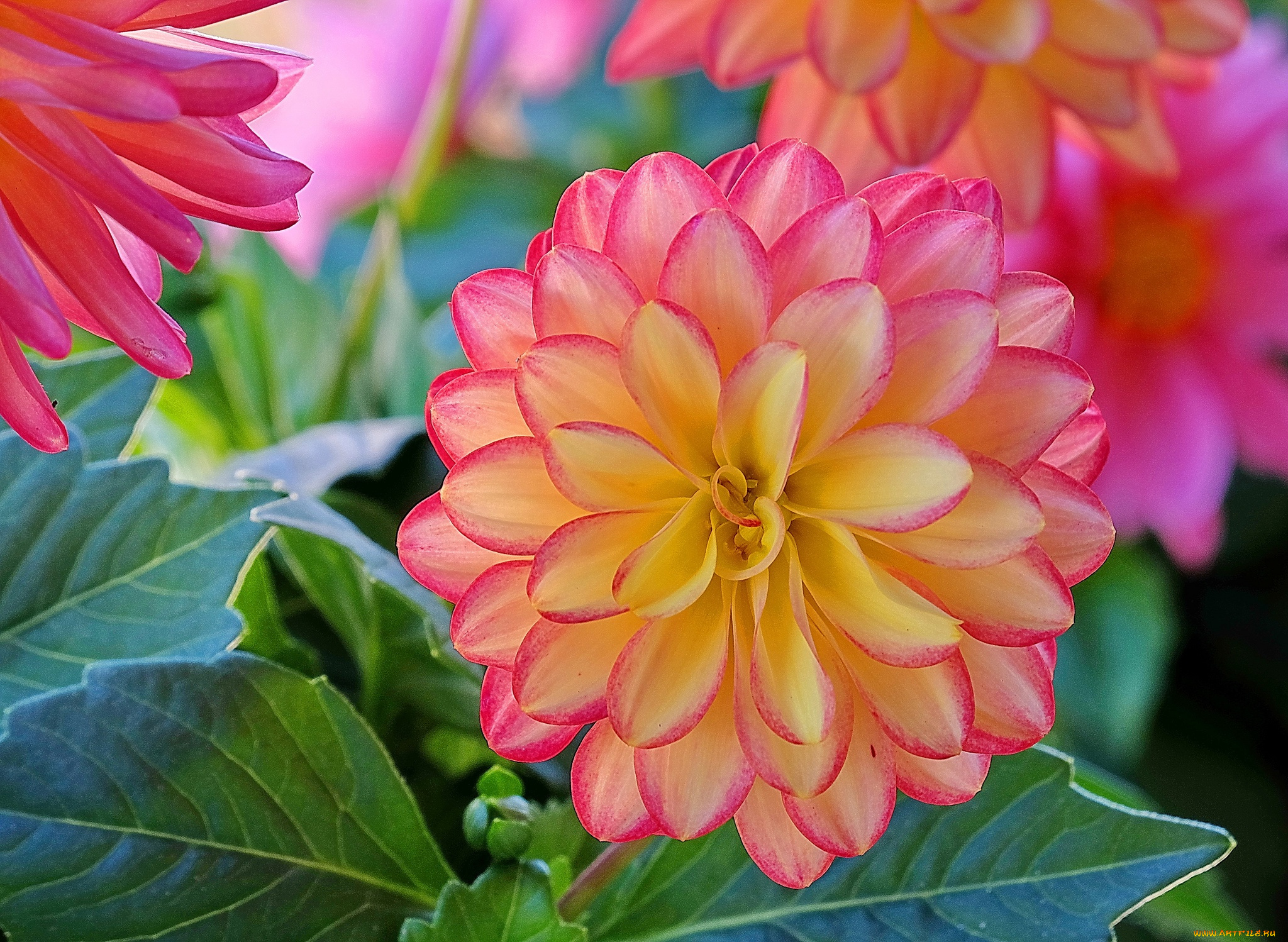 цветы, георгины, лепестки, георгина, макро