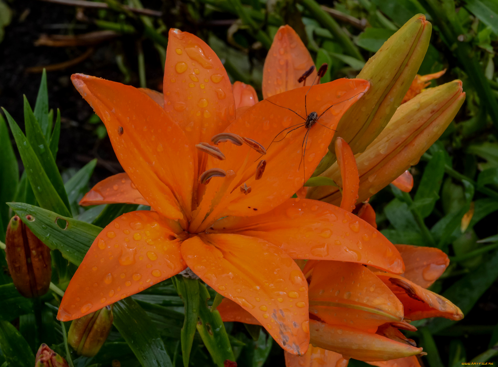 цветы, лилии, , лилейники, розовая, цветки, ветка, цветение, тычинки, лепестки