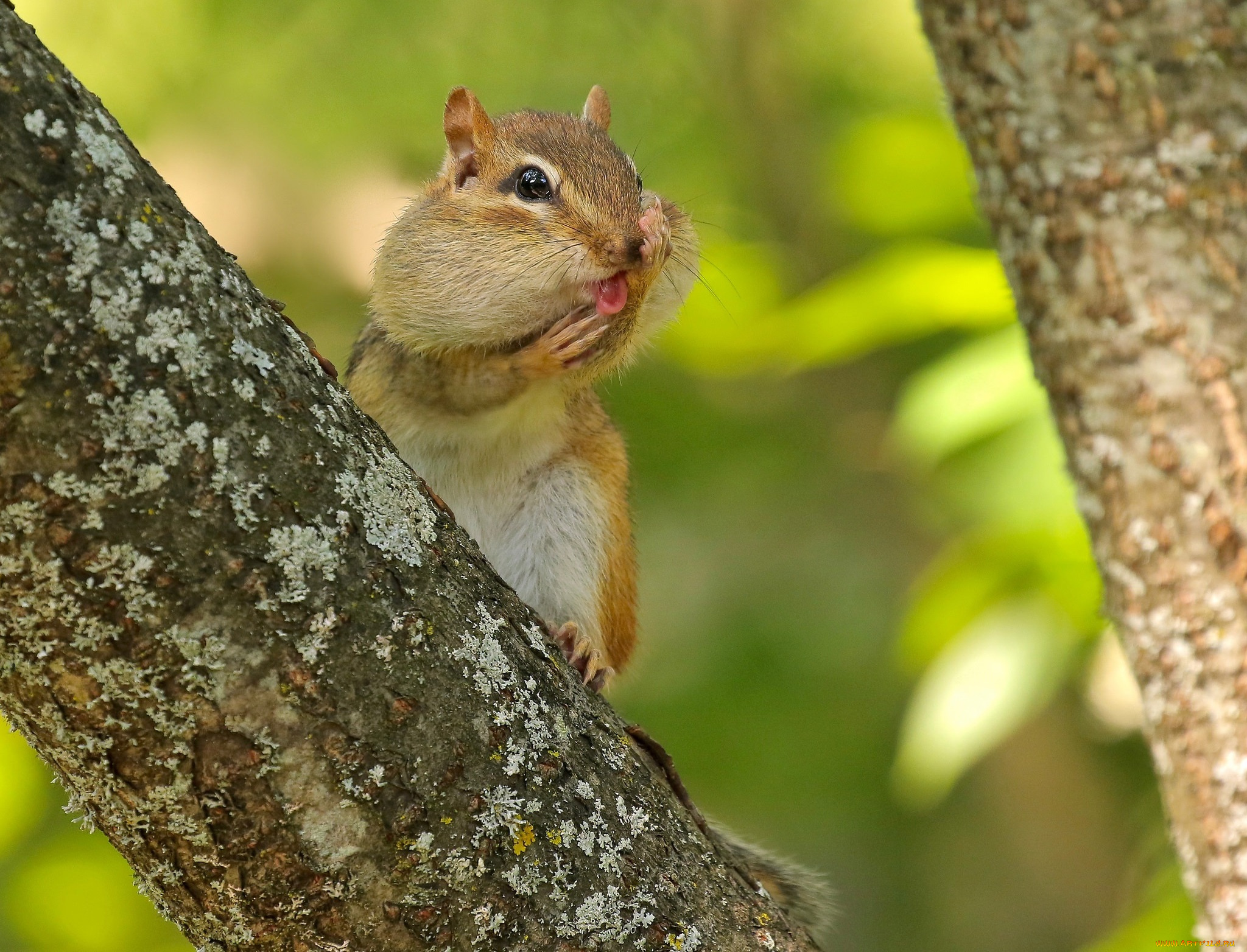 животные, бурундуки, бурундук, грызун, дерево