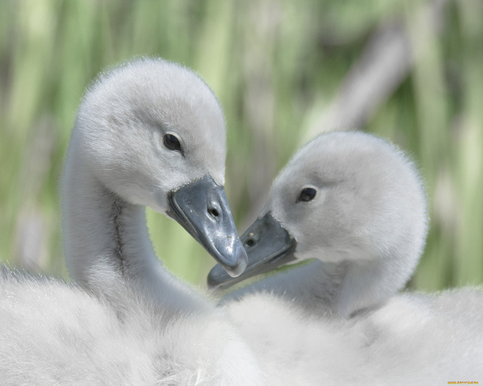 животные, лебеди