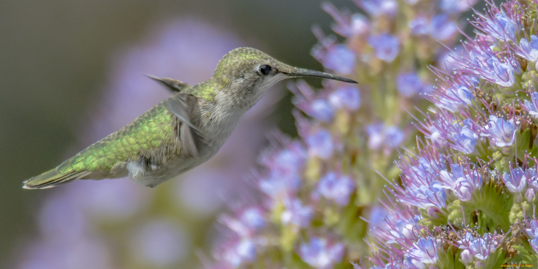 животные, колибри