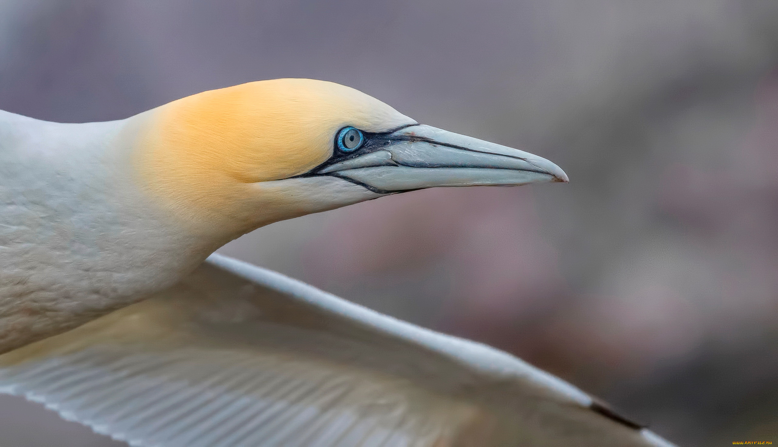 животные, олуши, природа, птица, белая, олуша