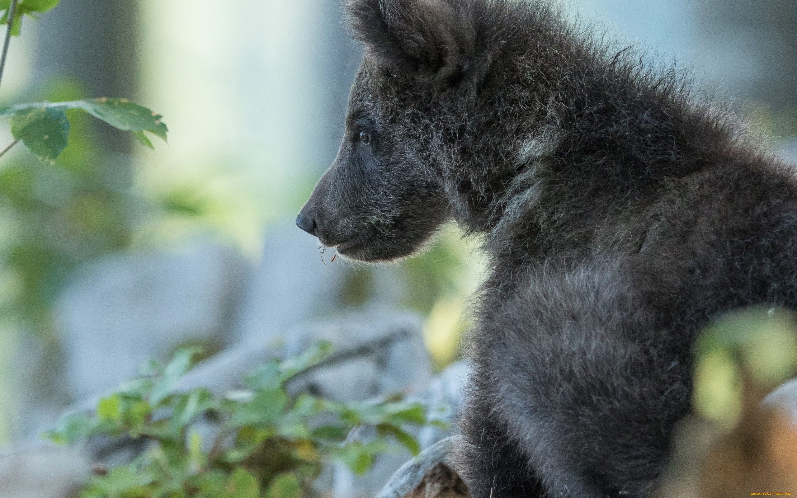 животные, медведи, портрет, боке, медвежонок, профиль, медведь