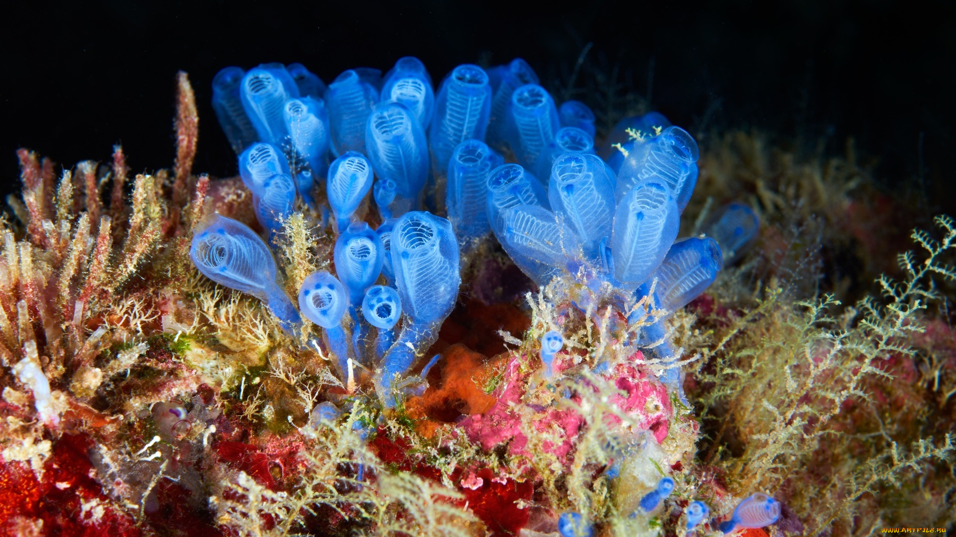 асцидии, клавеллины, животные, морская, фауна, актинии, кораллы
