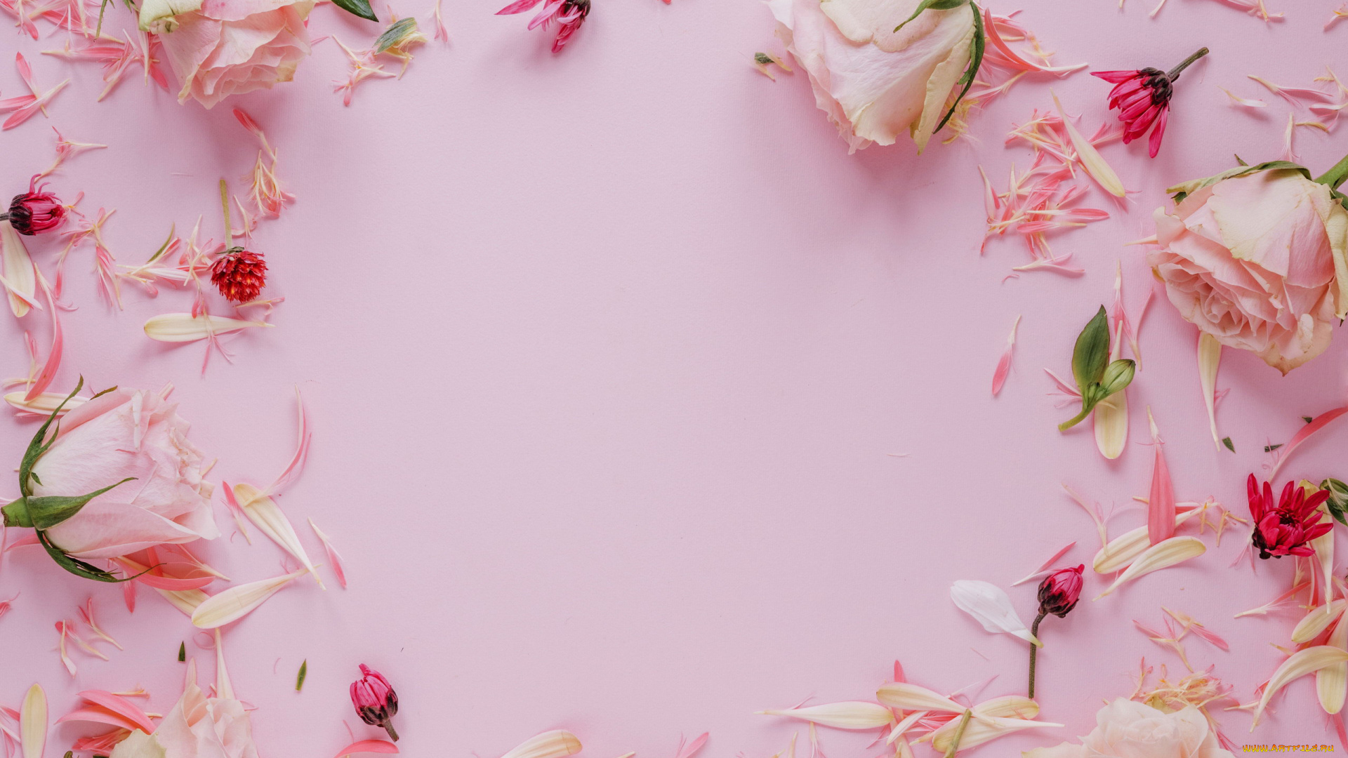 цветы, разные, вместе, лепестки, бутоны