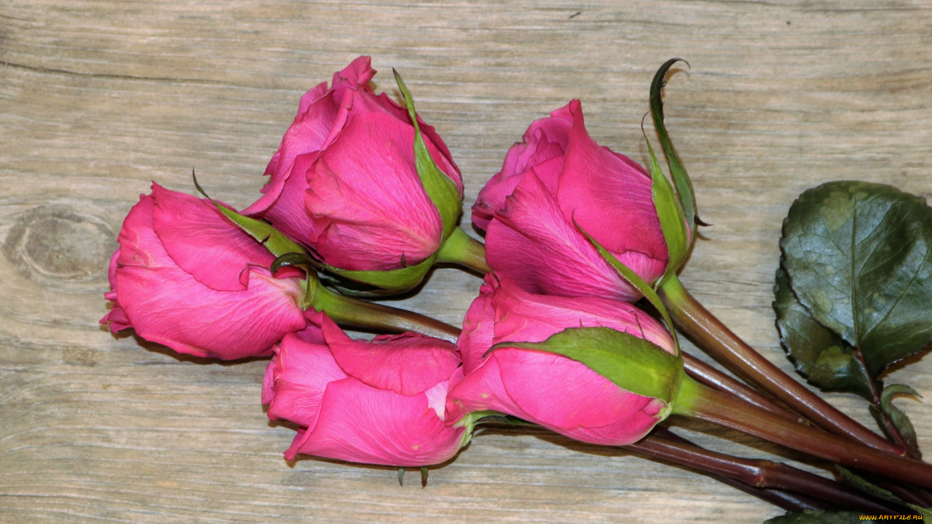 цветы, розы, бутоны, розовые