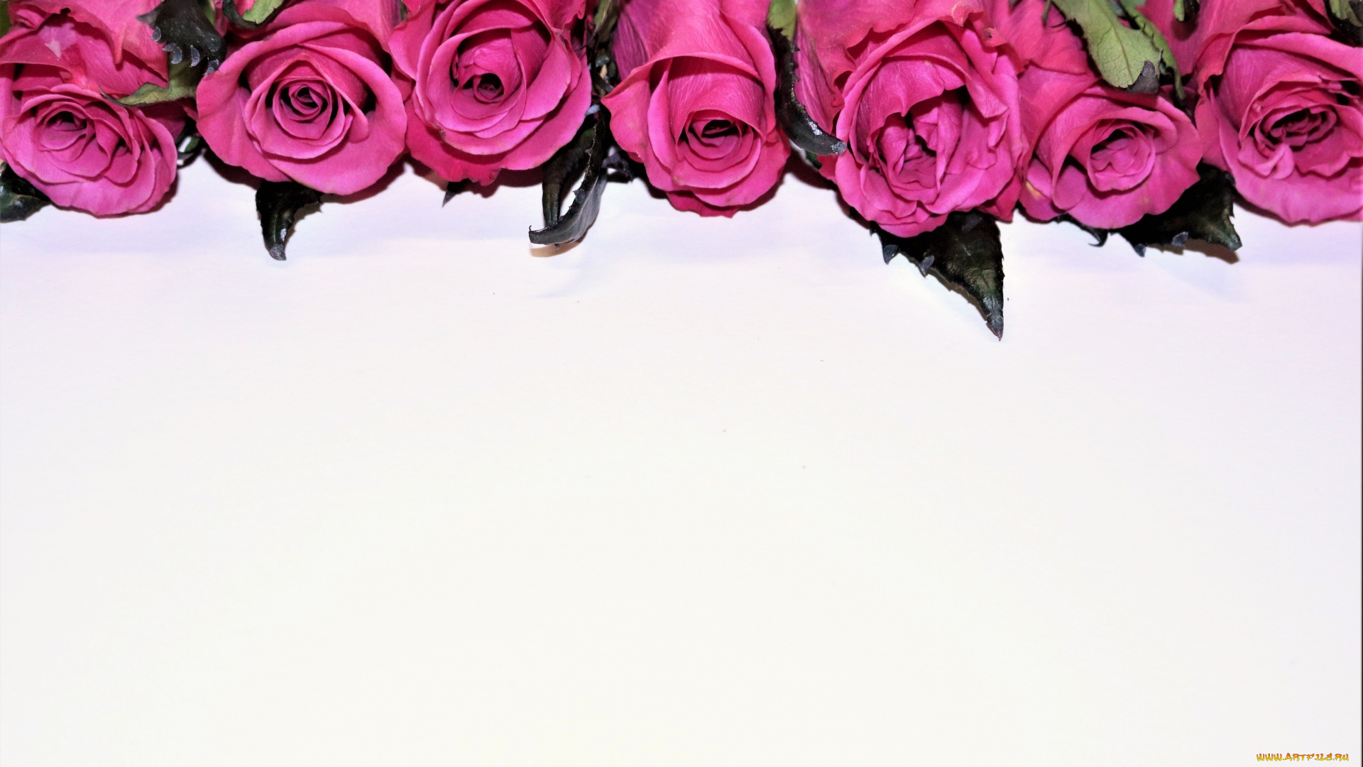 цветы, розы, бутоны, розовые