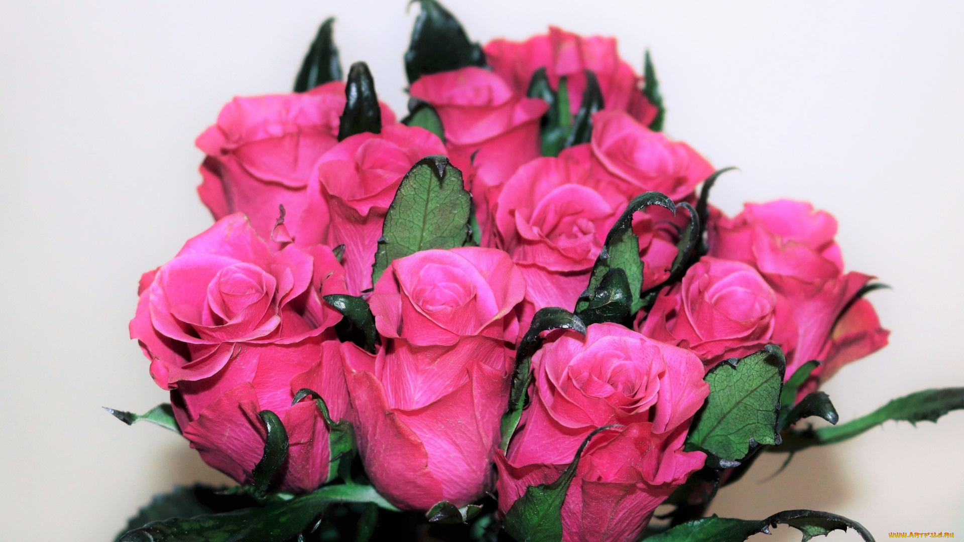 цветы, розы, бутоны, розовые