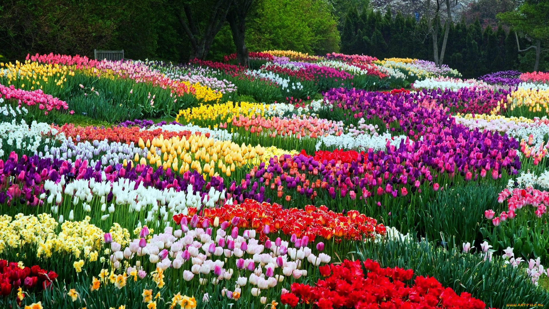 цветы, тюльпаны, клумба