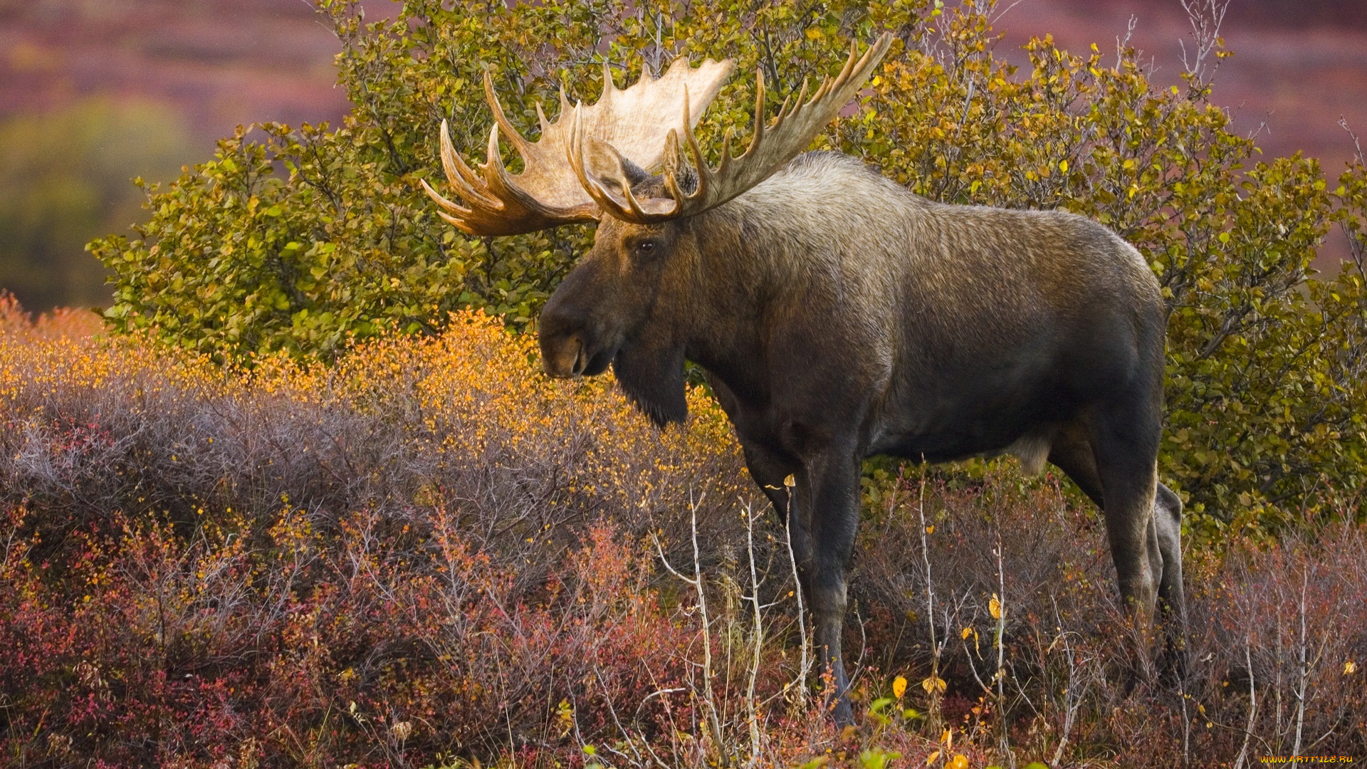 животные, лоси, лось, осень, кусты