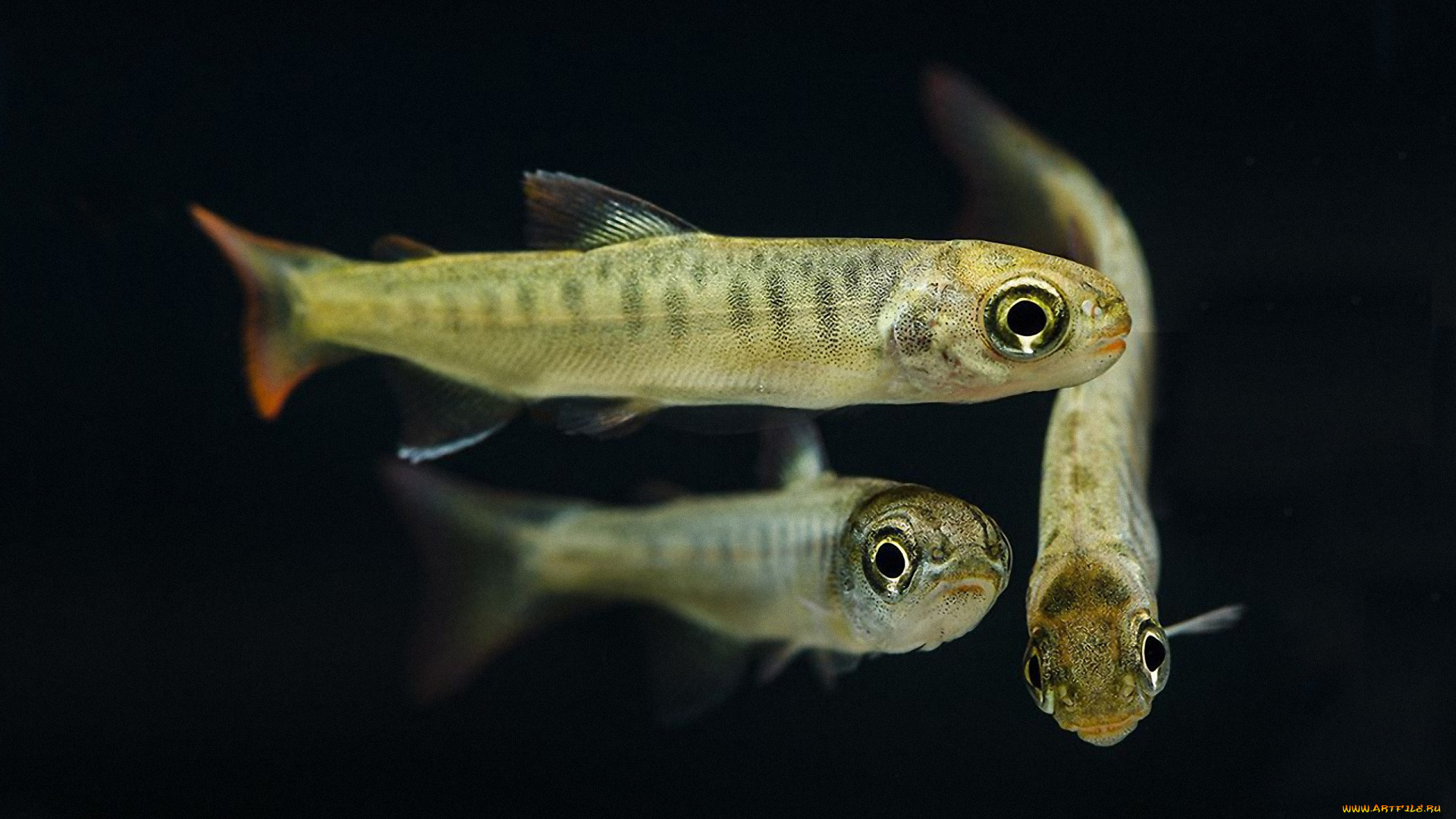 животные, рыбы, мальки