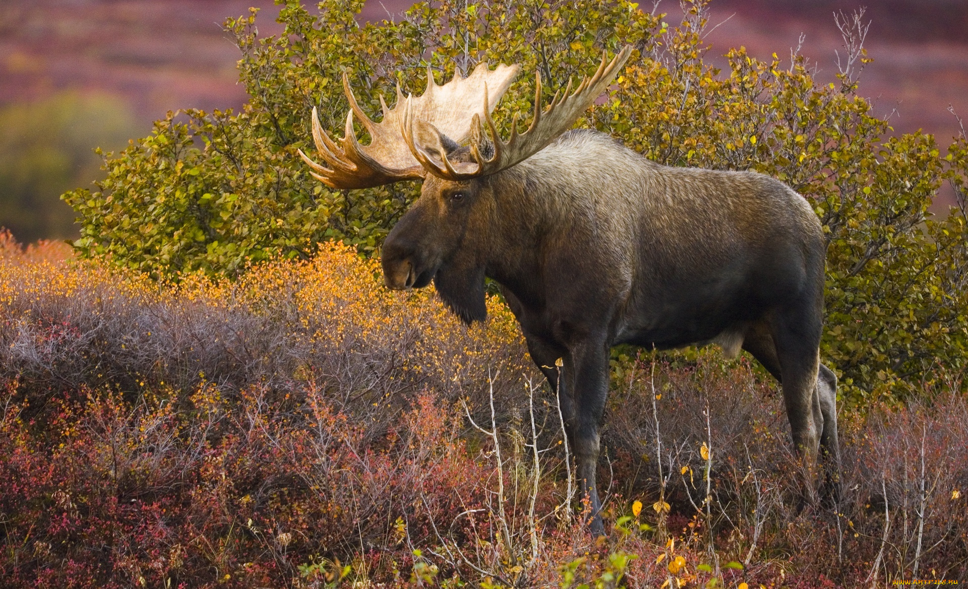 животные, лоси, лось, осень, кусты