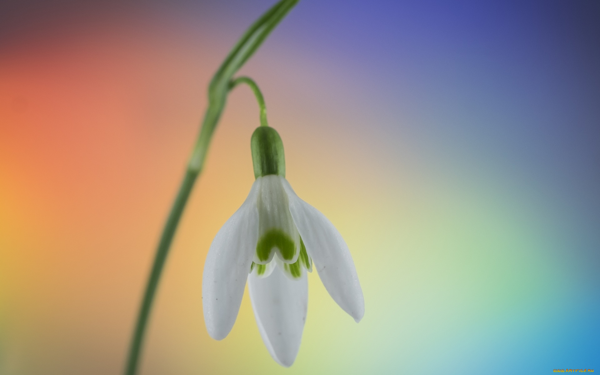 цветы, подснежники, , белоцветники, , пролески, цветок, белый, подснежник