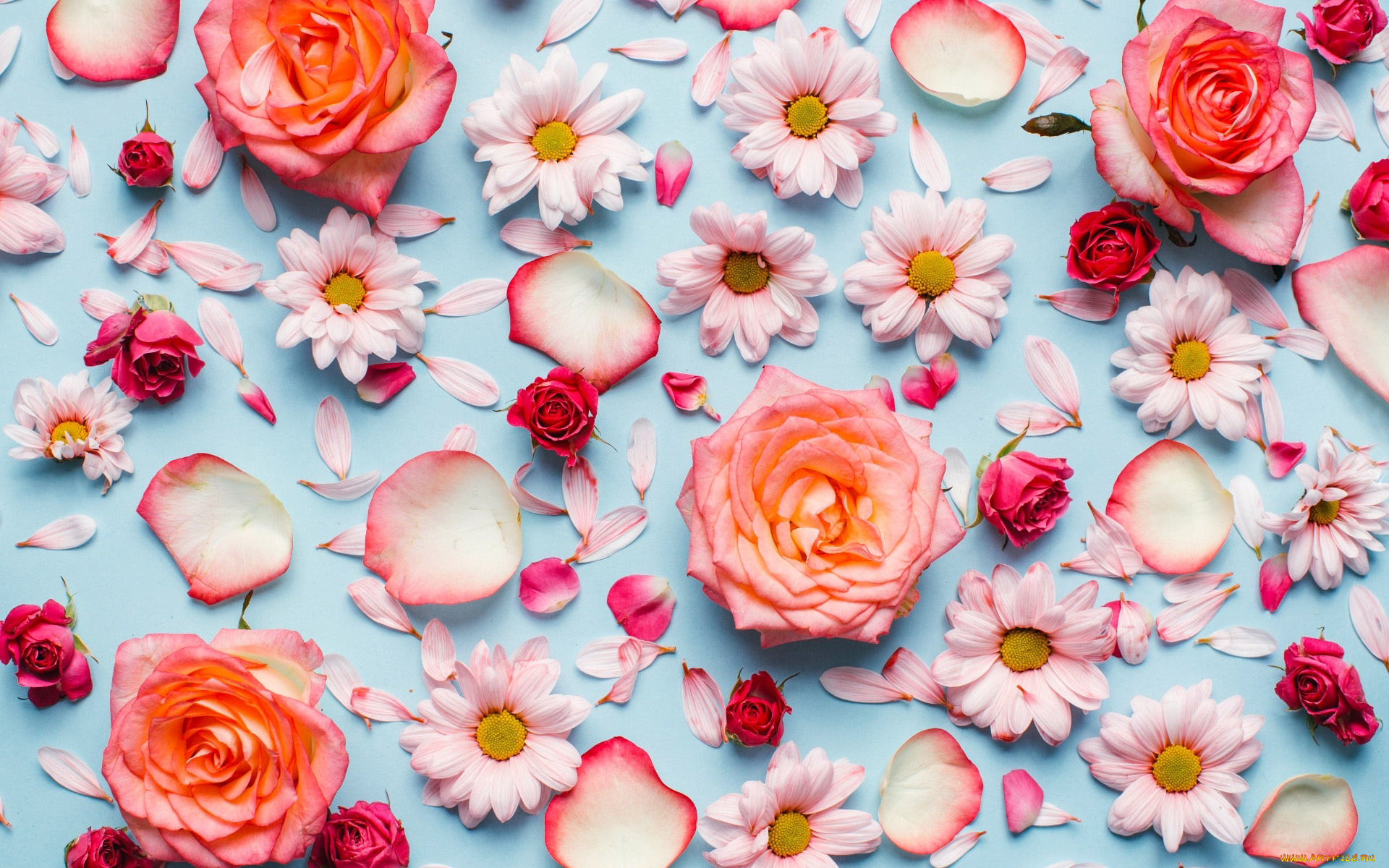 цветы, разные, вместе, розы, хризантемы, лепестки, бутоны