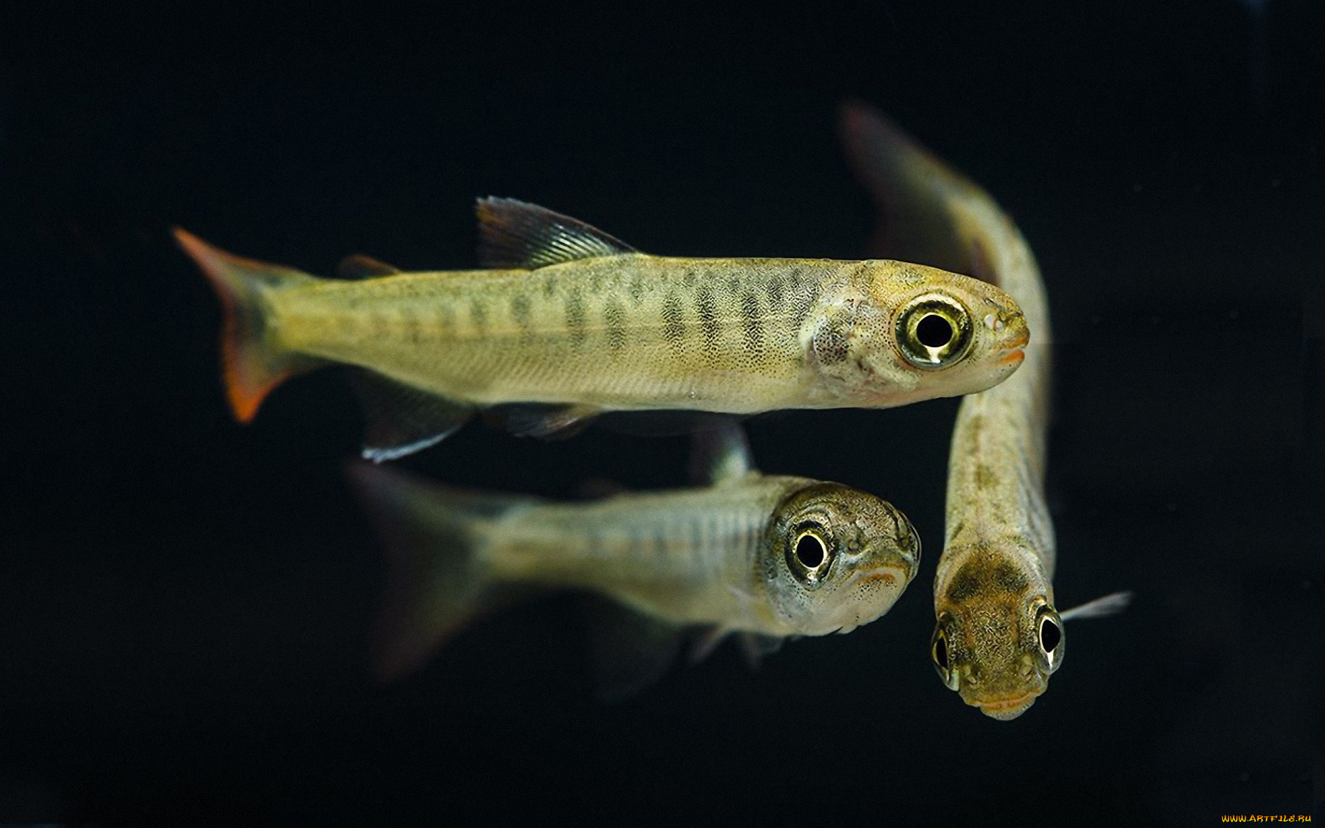 животные, рыбы, мальки