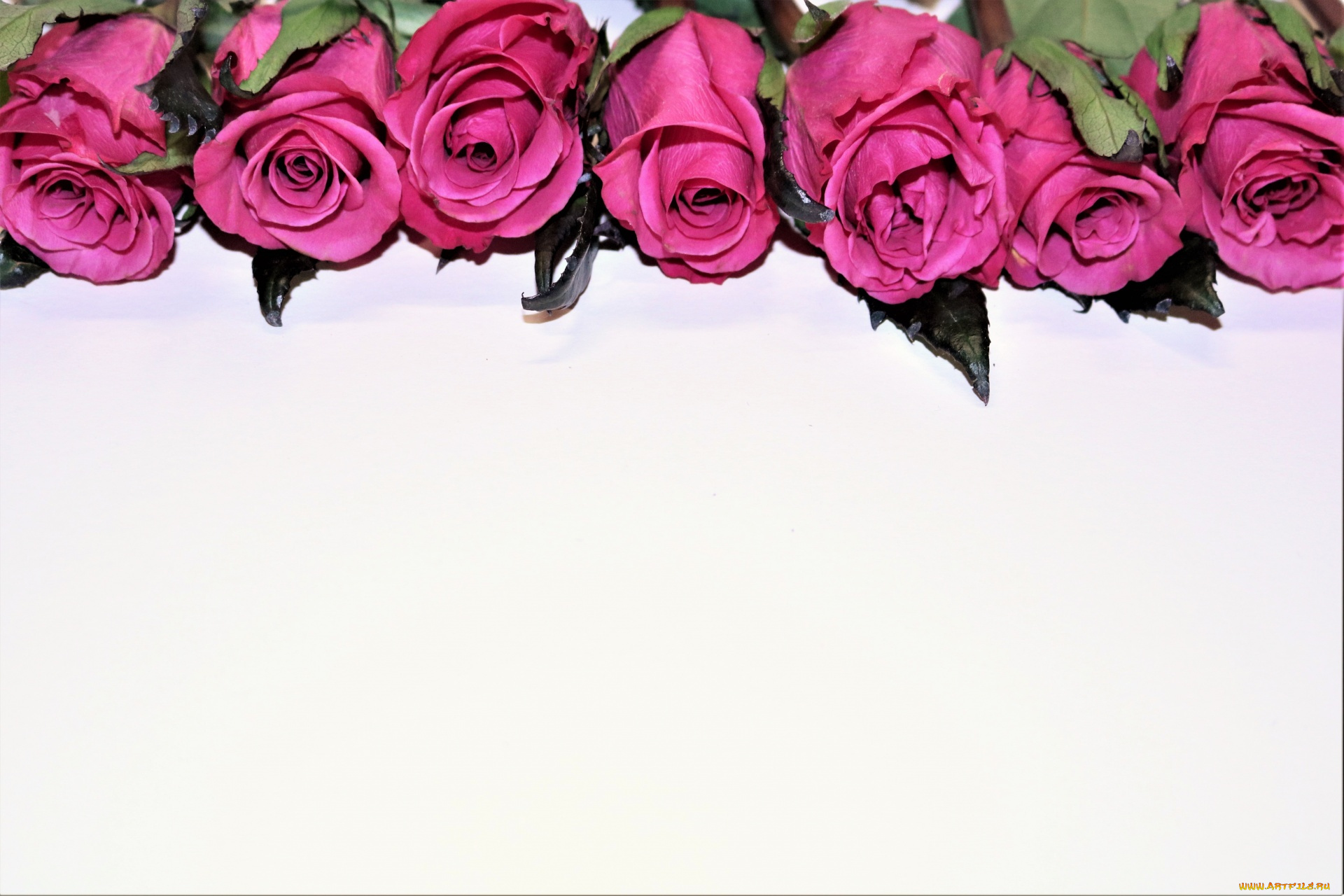 цветы, розы, бутоны, розовые