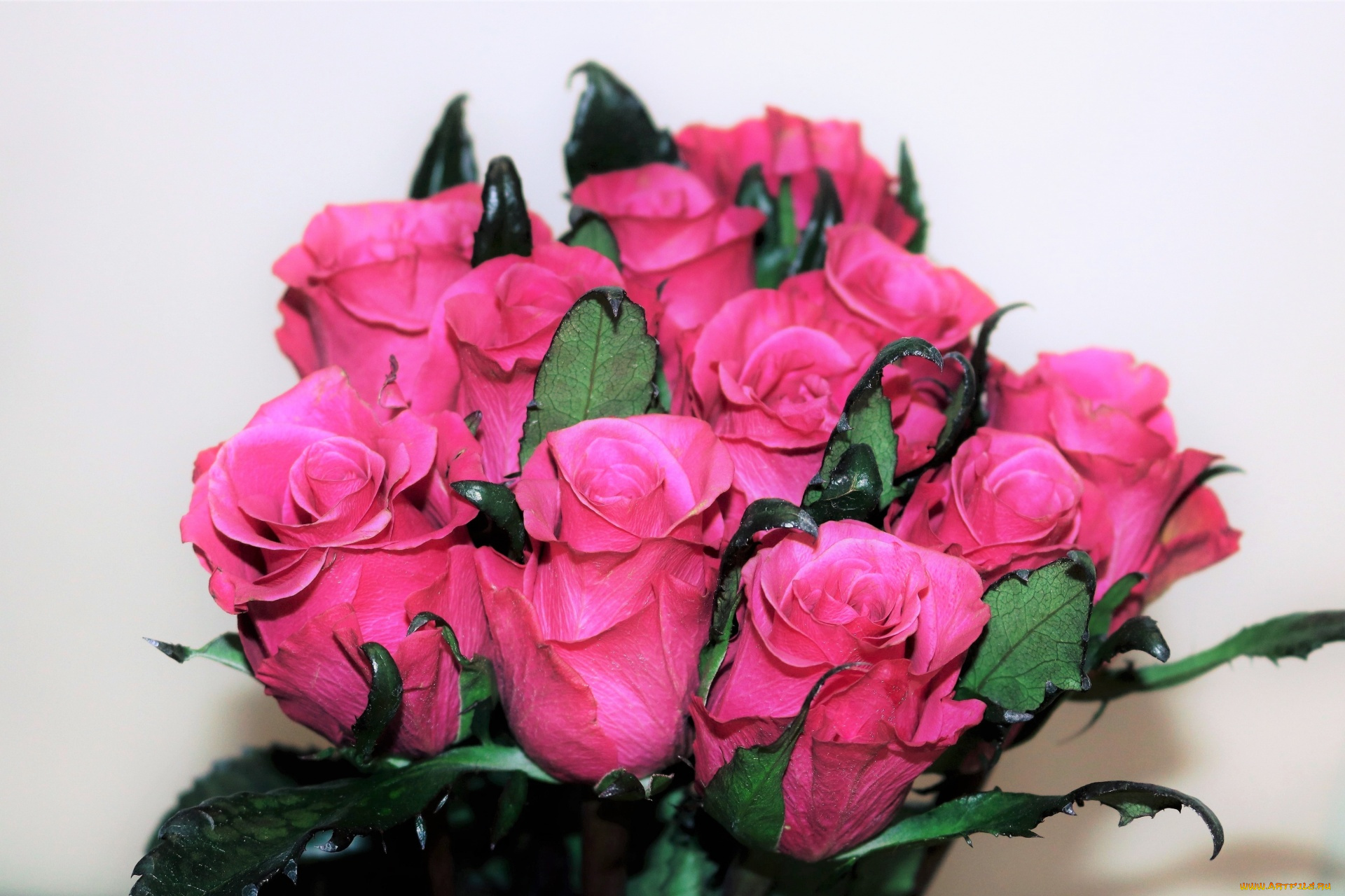 цветы, розы, бутоны, розовые