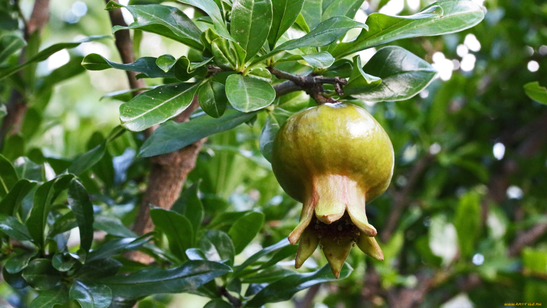 природа, плоды, гранат