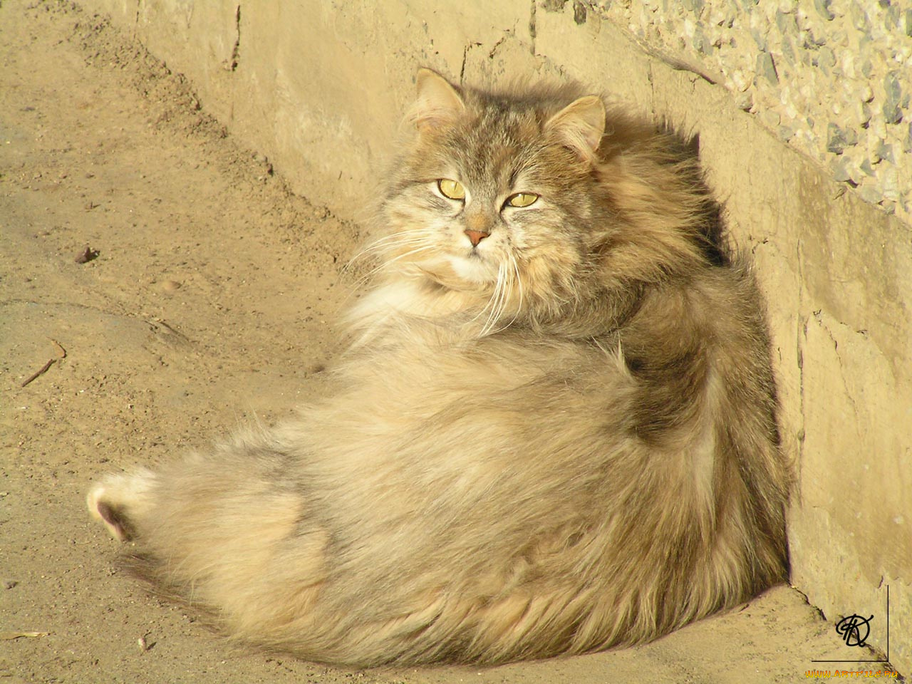 бтк, животные, коты