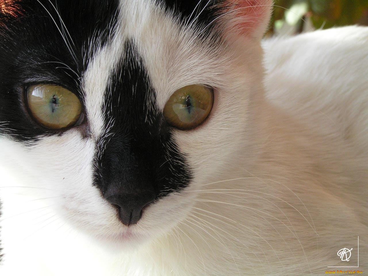 Чёрноносая, животные, коты