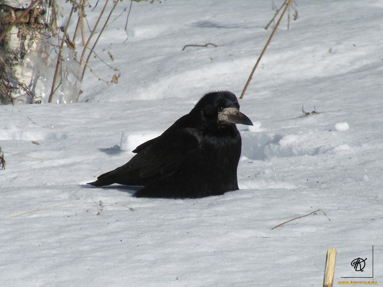 грач, животные, вороны, грачи, галки