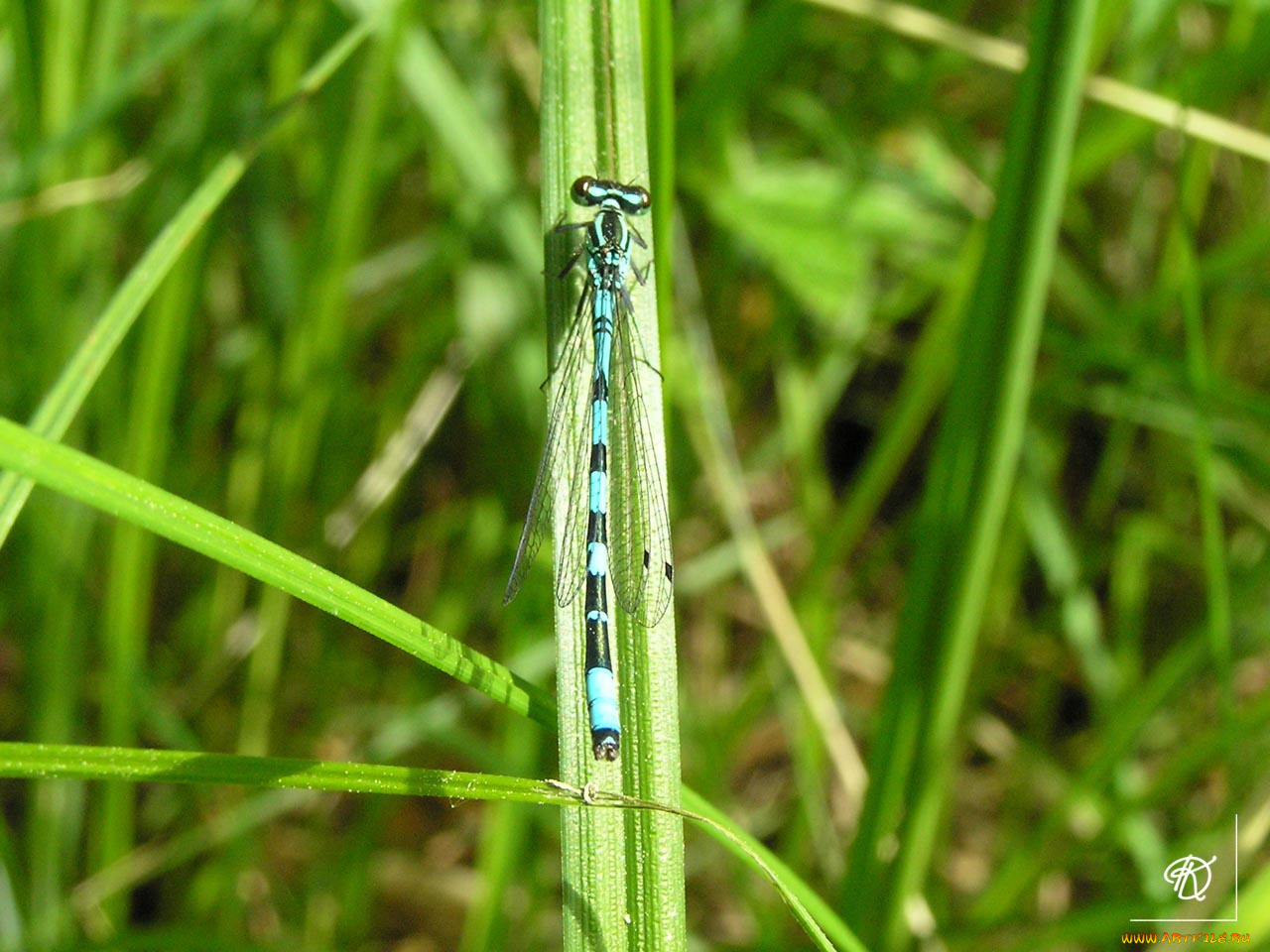 стрелка, животные, стрекозы
