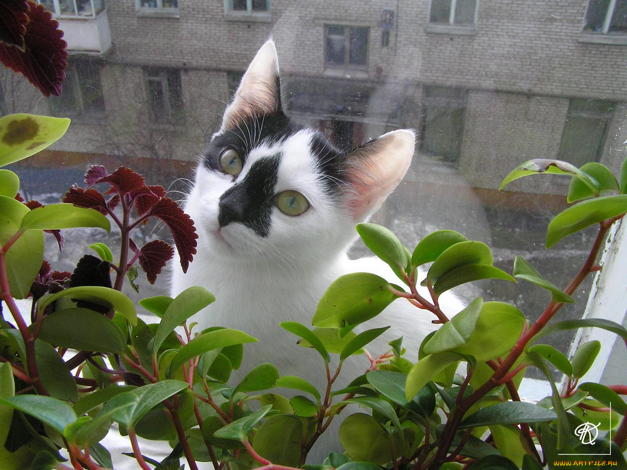 за, стеклом, животные, коты