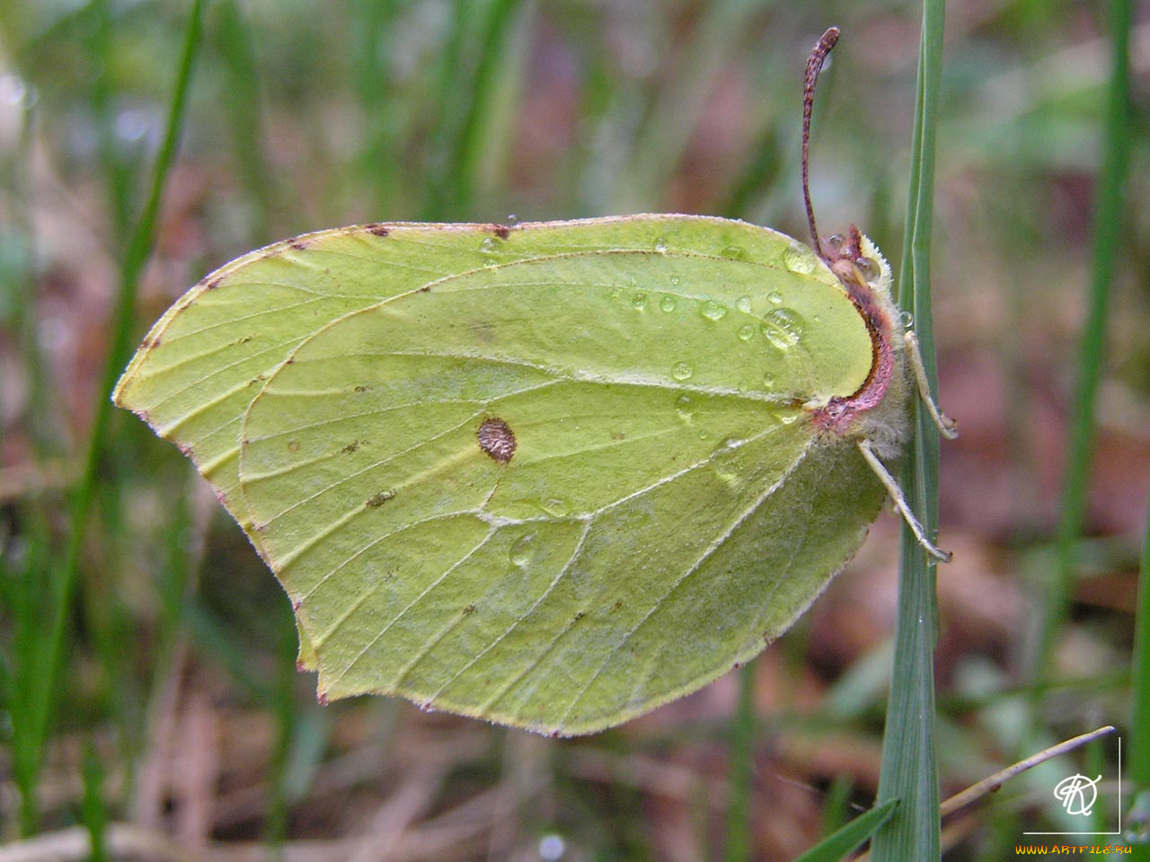 животные, бабочки
