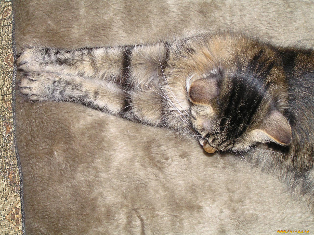 животные, коты