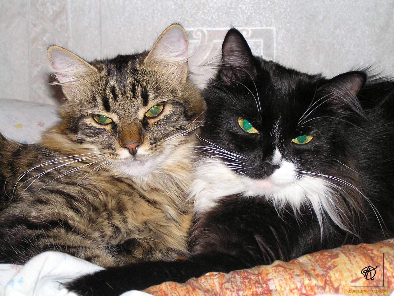 животные, коты