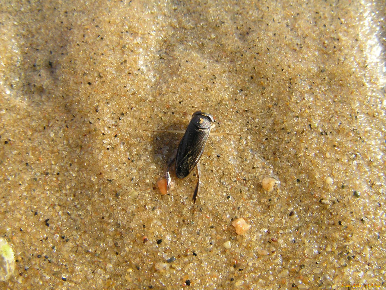 животные, насекомые