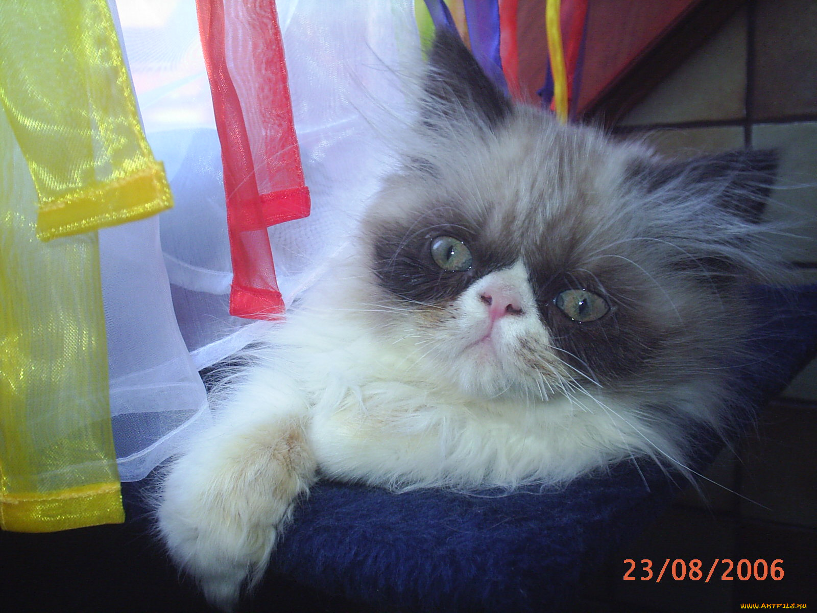 сир, эндрю, животные, коты