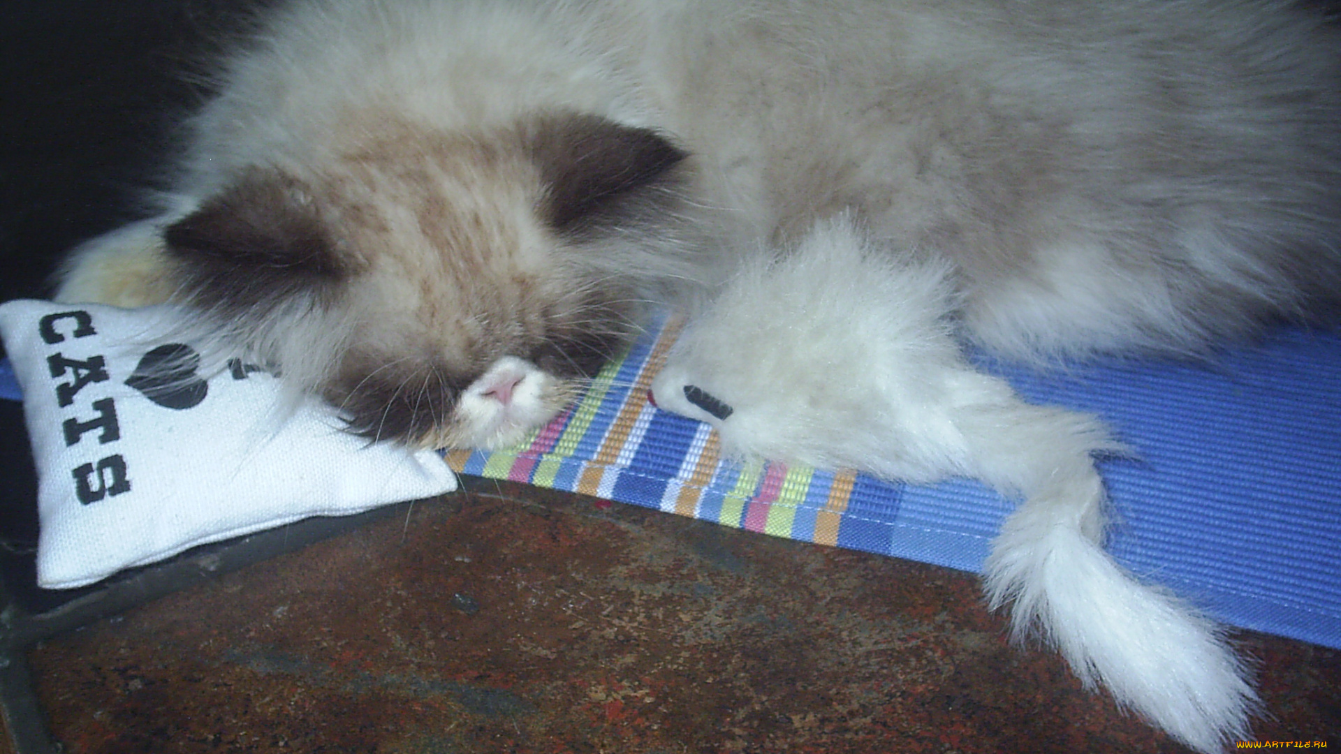 сир, эндрю, животные, коты