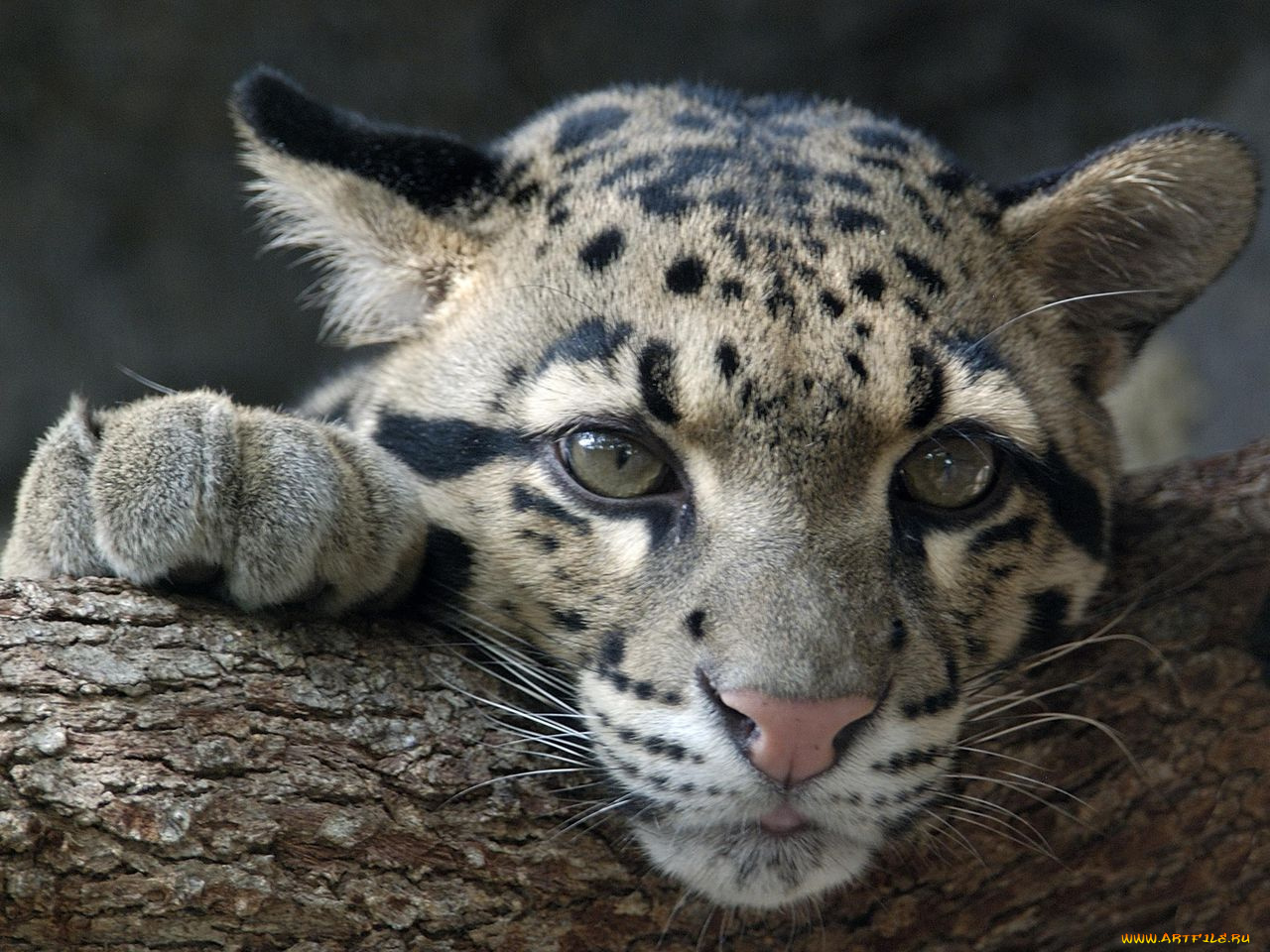 барс, животные, леопарды