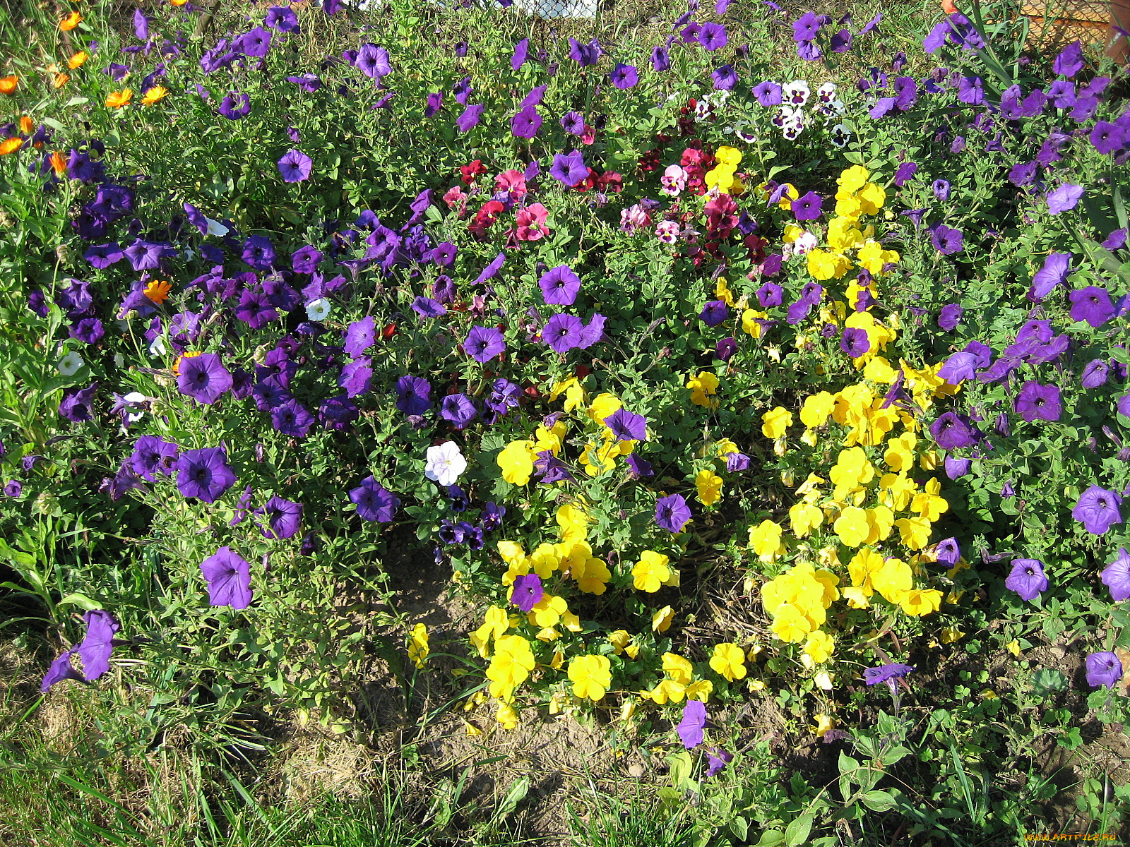 цветы, разные, вместе