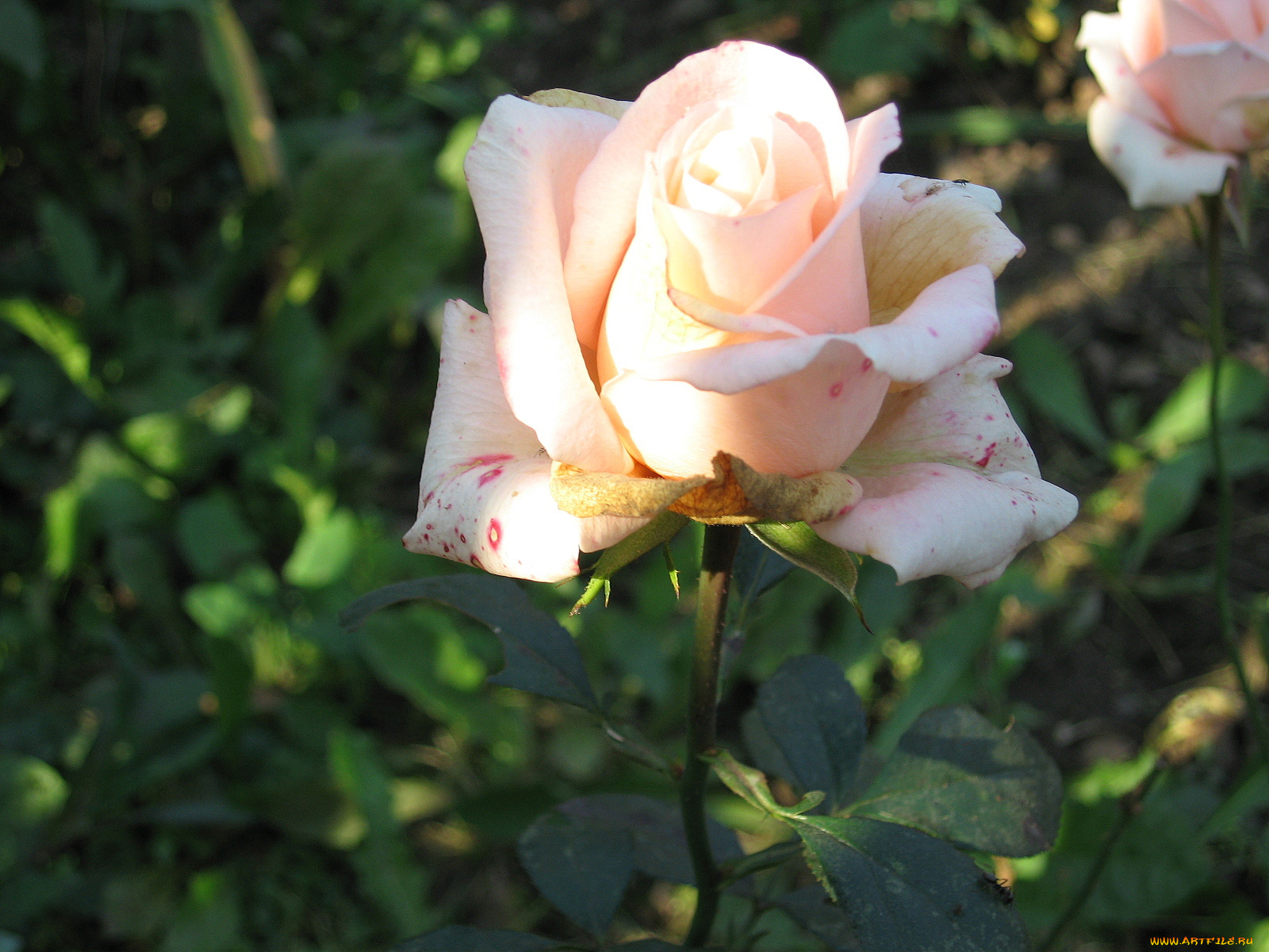 тебе, единственной, цветы, розы