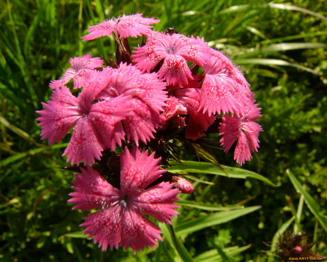 цветы, гвоздики