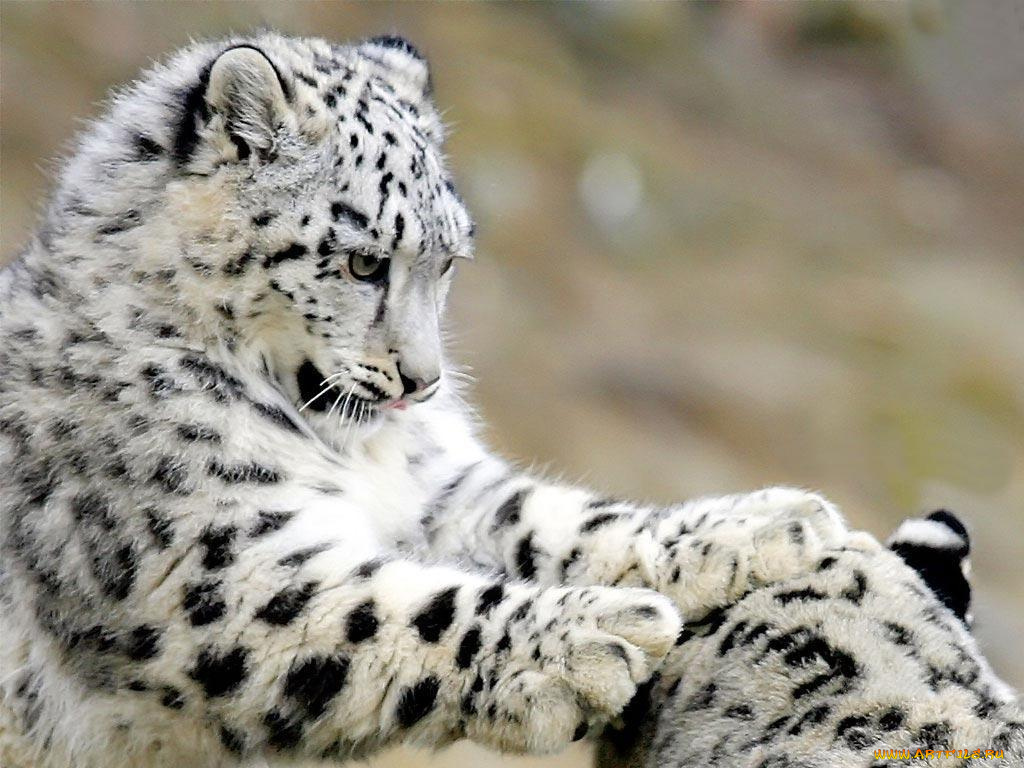 животные, снежный, барс, ирбис