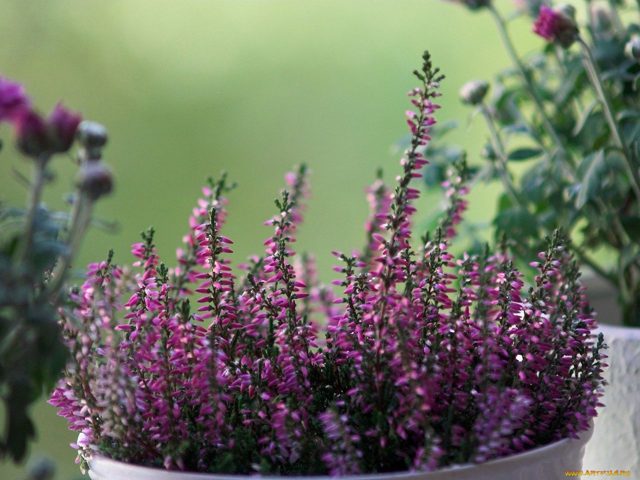 цветы, вереск, эрики