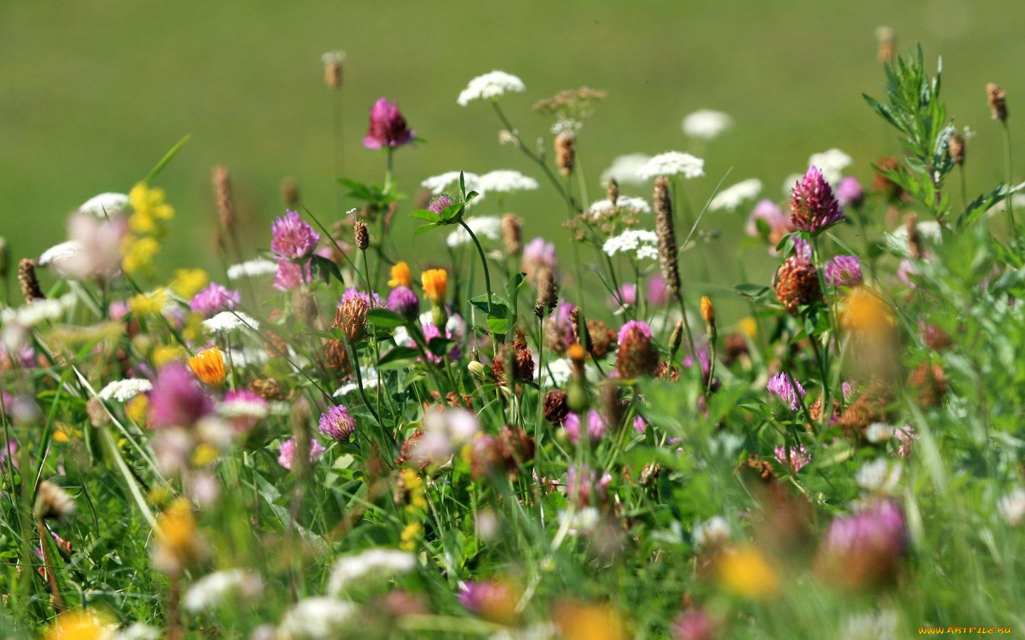 цветы, луговые, полевые