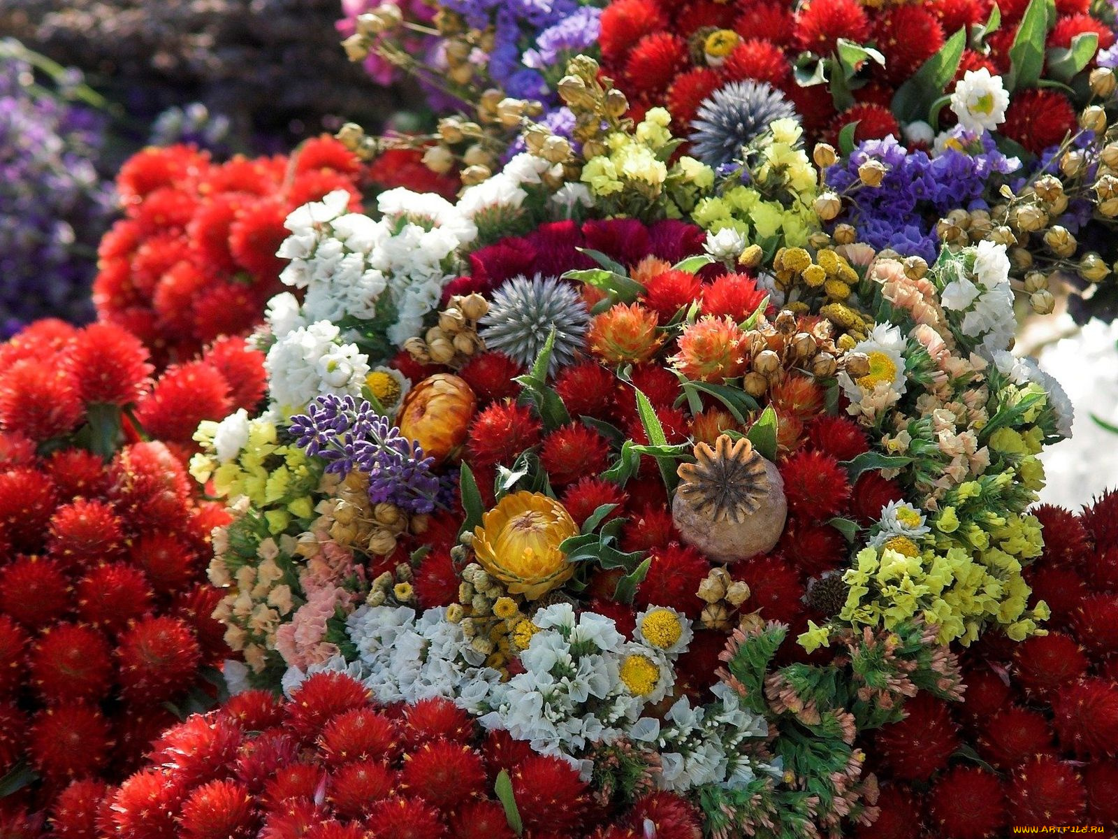 цветы, букеты, композиции