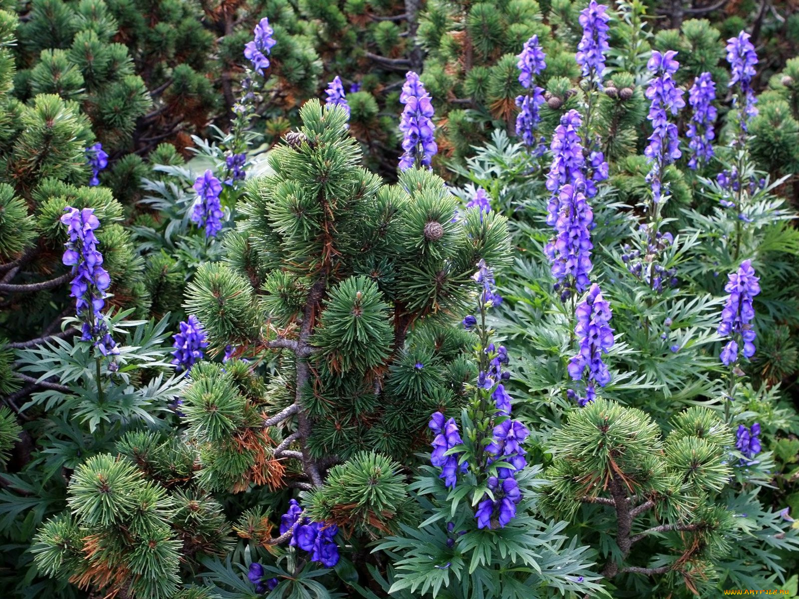 цветы, дельфиниум