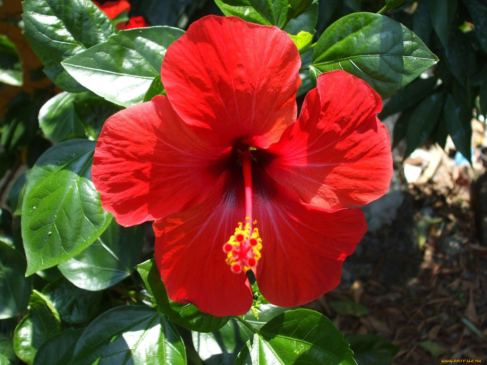 цветы, гибискусы